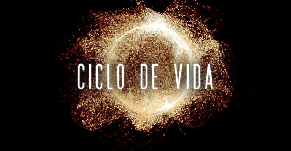 Ciclo de Vida